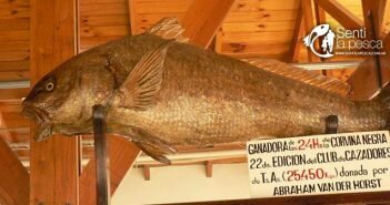 historia 24 hs corvina negra dest