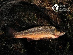 tiger-trout-1