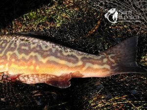 tiger-trout-3