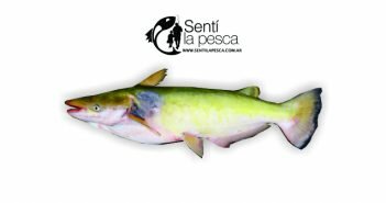 Manduvá (Ageneiosus brevifilis) manduva