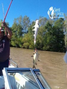 170407 PESCA EN ZARATE3