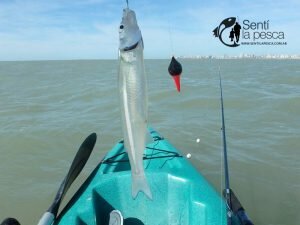 170411 KAYAKFISHING EN SUN RIDER8