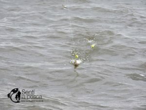 170417 PEJES DE MELINCUE