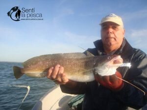 170424 CORVINAS FIRMES EN ALBUFERA