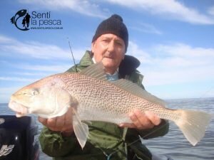 170424 CORVINAS FIRMES EN ALBUFERA10