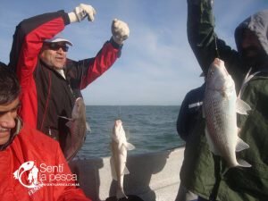 170424 CORVINAS FIRMES EN ALBUFERA2