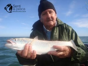 170424 CORVINAS FIRMES EN ALBUFERA7