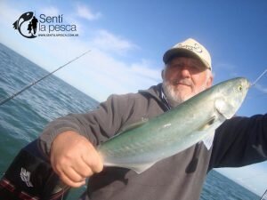 170424 CORVINAS FIRMES EN ALBUFERA8