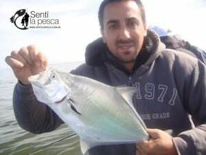 170424 CORVINAS FIRMES EN ALBUFERA9