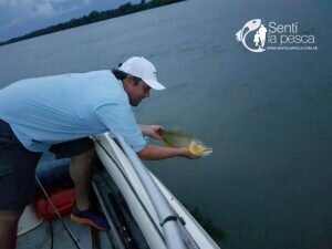 170426 DORADOS EN ITATI6