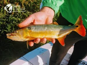 170427 BUENA PESCA EN ROSARIO1