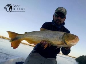 150504 DORADOS EN RIO DULCE1
