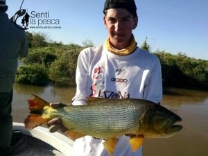 150504 DORADOS EN RIO DULCE2