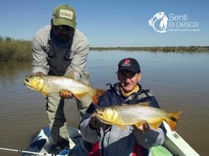 150504 DORADOS EN RIO DULCE3