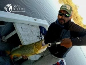 150504 DORADOS EN RIO DULCE4
