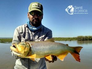 150504 DORADOS EN RIO DULCE7
