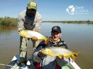 150504 DORADOS EN RIO DULCE8