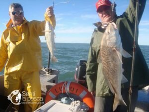 170502 GRANDES CORVINAS EN ALBUFERA DE MARCHI1