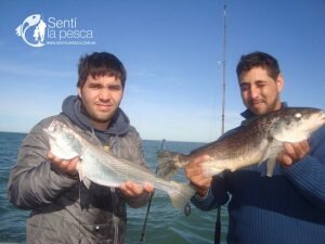 170502 GRANDES CORVINAS EN ALBUFERA DE MARCHI10