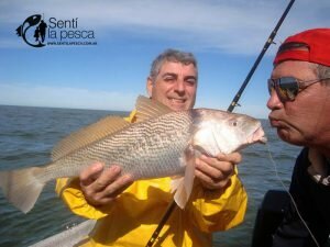 170502 GRANDES CORVINAS EN ALBUFERA DE MARCHI12