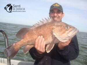 170502 GRANDES CORVINAS EN ALBUFERA DE MARCHI17