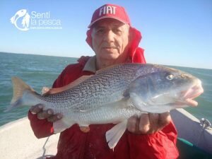 170502 GRANDES CORVINAS EN ALBUFERA DE MARCHI7