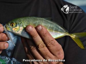 170502 PESCA EN NECOCHEA2