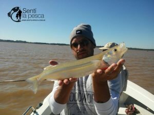 170504 PEJERREYES EN EL GUAZU