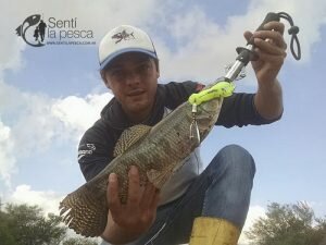 170504 TARARIRAS CORDOBESAS2