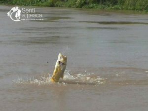 170508 CRESPO ENTRE RIOS (4)