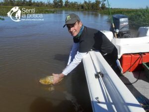 170508 DORADOS EN LA PAZ1