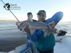 170508 DORADOS EN LA PAZ5