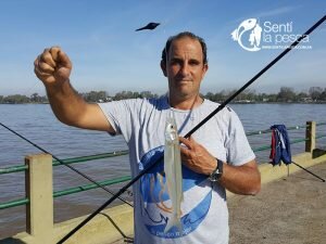 170508 SI PESCO MEJOR EN PEJERREY CLUB12