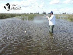 170508 TARARIRAS EN VENADO TUERTO9