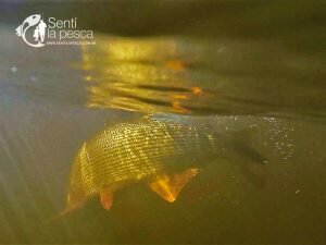 170511 EN BUSCA DEL ORO EN RAMALLO II (8)