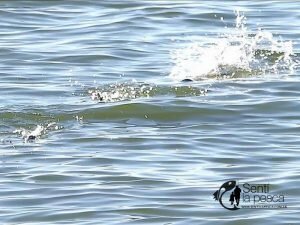 170515 PEJES A FLOTE EN HINOJO
