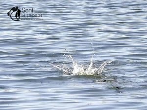 170515 PEJES A FLOTE EN HINOJO1