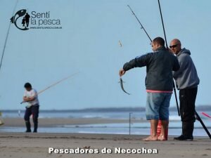 170517 PEJERREYES EN EL MOLINO9
