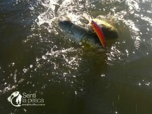 170522 LOCURA DORADA EN ROSARIO5