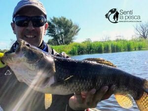 170522 TARUS DE OTOÑO EN ENTRE RIOS2