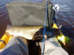 170522 TARUS DE OTOÑO EN ENTRE RIOS3