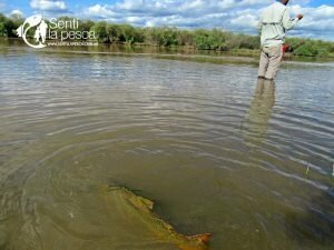 170524 DORADOS EN RIO DULCE11