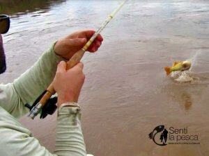 170524 DORADOS EN RIO DULCE16