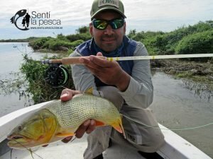170524 DORADOS EN RIO DULCE7