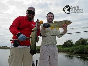 170524 DORADOS EN RIO DULCE9