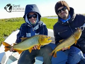 170524 DORADOS EN SAN NICOLAS