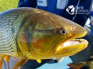 170524 DORADOS EN SAN NICOLAS1