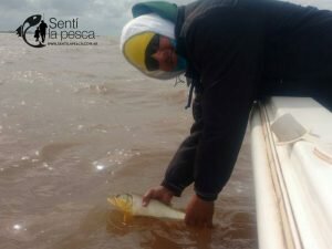 170529 PEJES EN EL RIOPLA HUDSON4