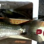 170529 PEJES EN JUNIN (15)