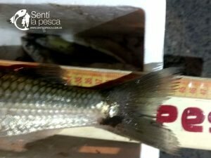 170529 PEJES EN JUNIN (15)